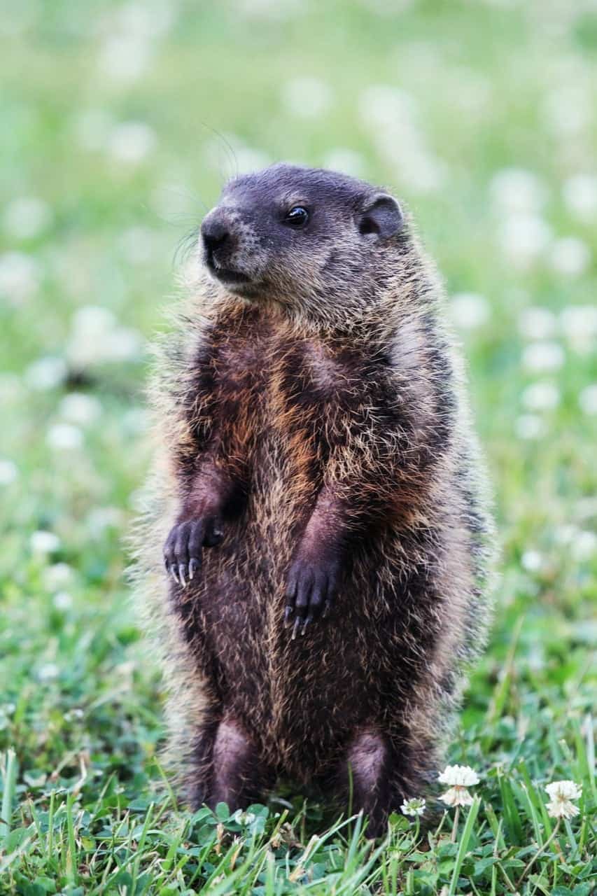 8 Types of Groundhog Resistant Plants ProGardenTips