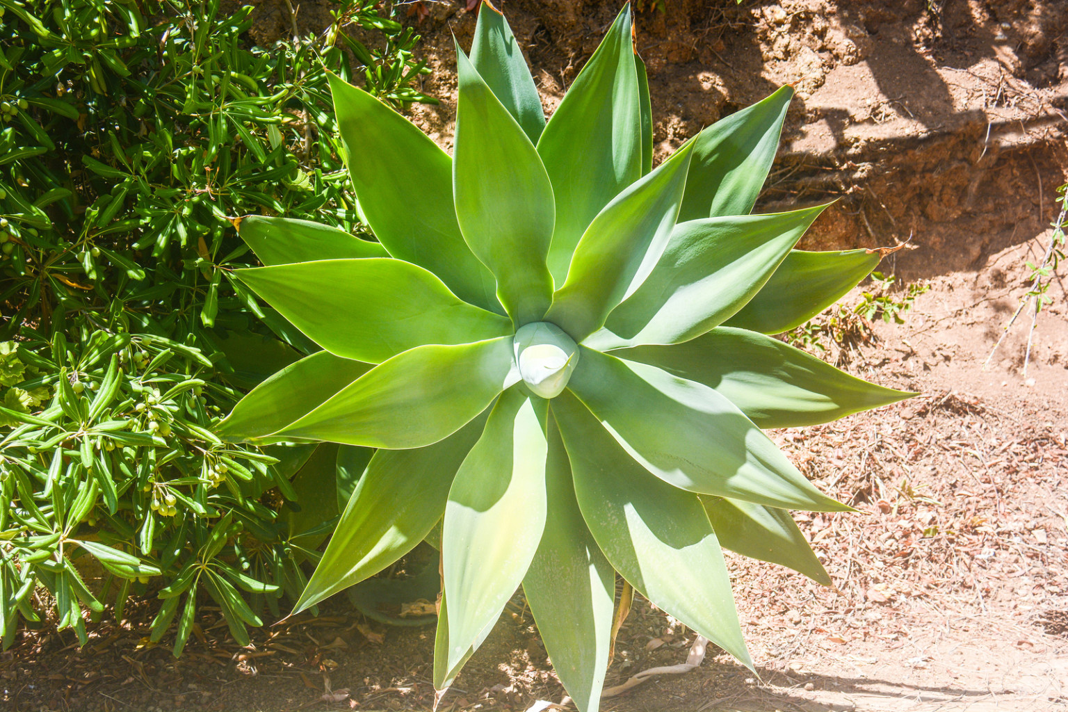8 Plants That Look Like Yucca ProGardenTips