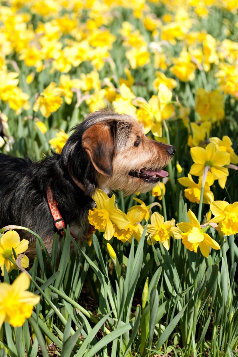 Are Daffodils Poisonous? ProGardenTips