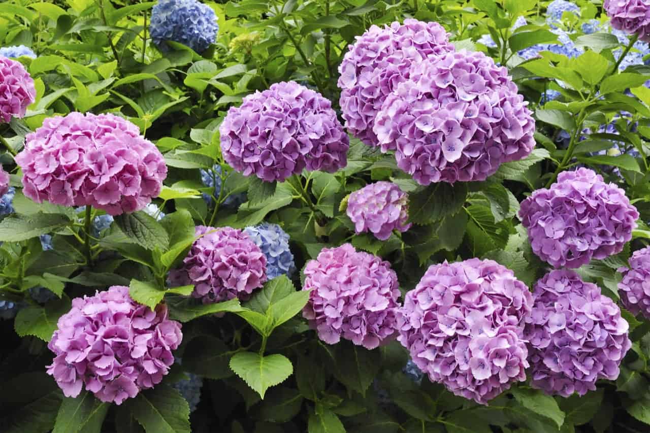 8 Plants That Look Like Hydrangea ProGardenTips