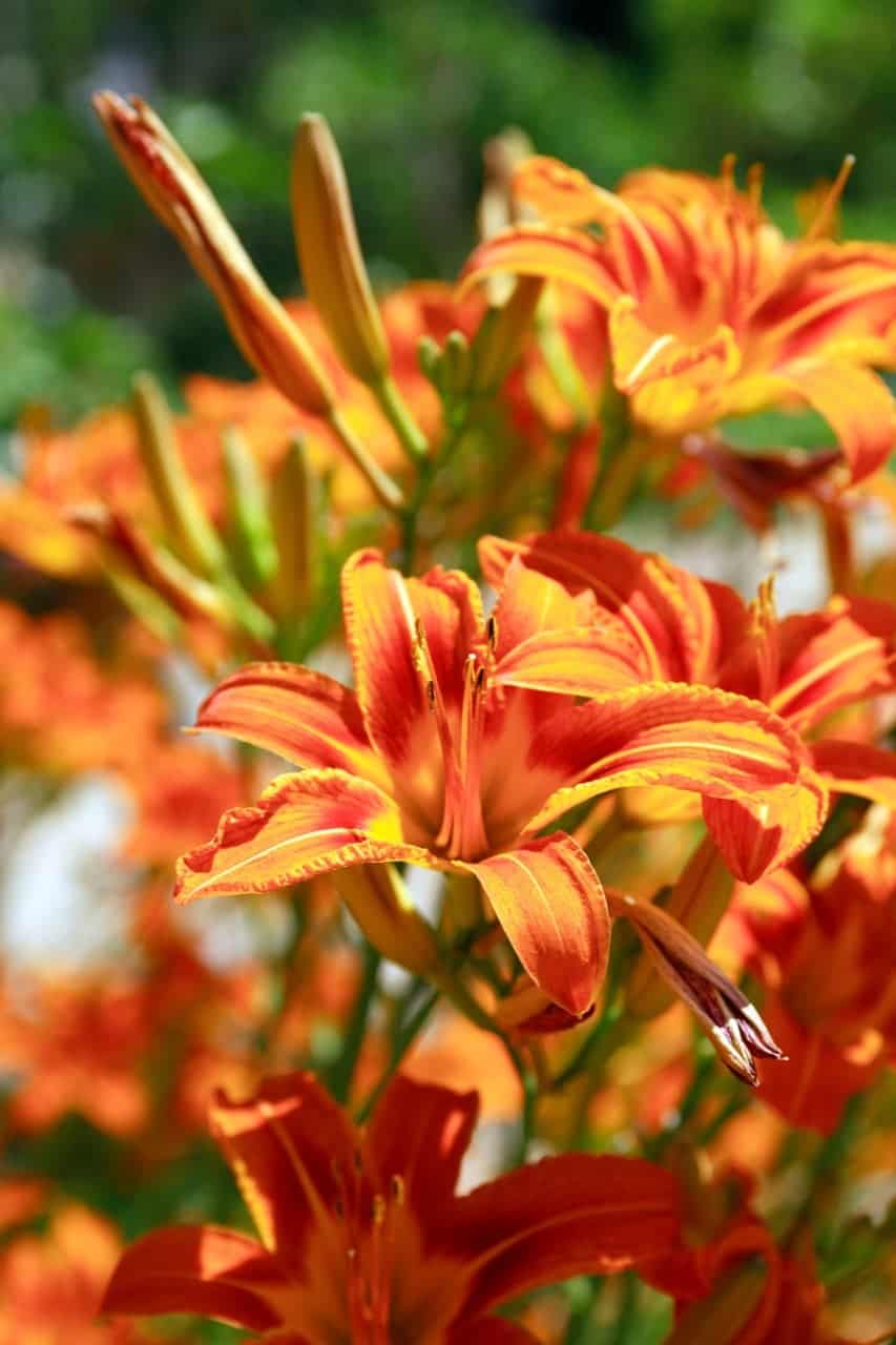 Are Tiger Lilies Poisonous? ProGardenTips