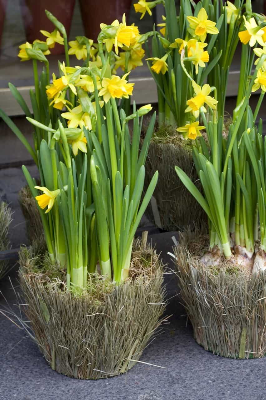 Are Daffodils Poisonous? ProGardenTips
