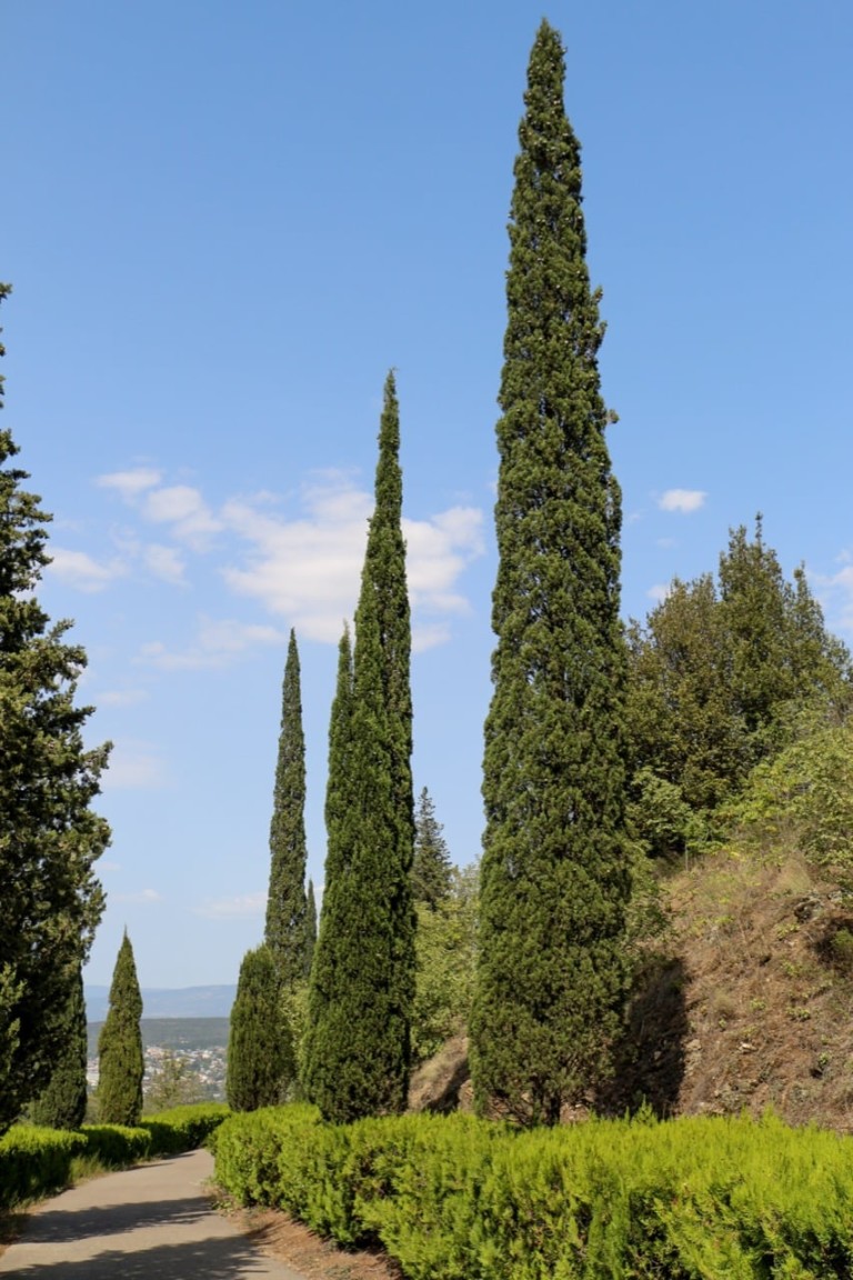 4 Pros And 3 Cons Of Italian Cypress Trees ProGardenTips