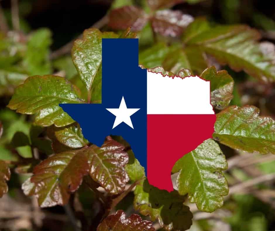 24 Poisonous Plants in Texas ProGardenTips