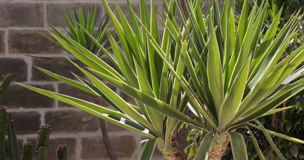 8 Plants That Look Like Yucca ProGardenTips