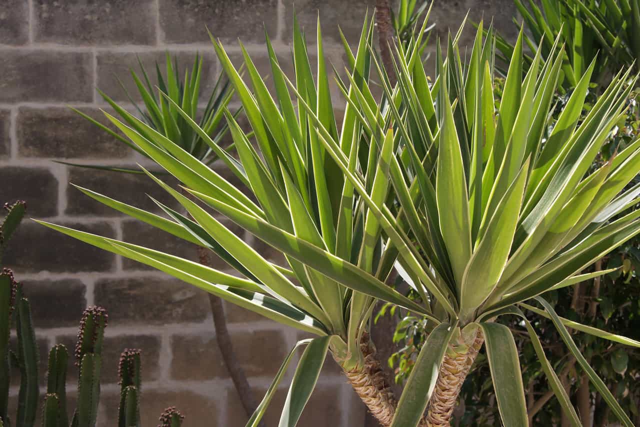 8 Plants That Look Like Yucca ProGardenTips