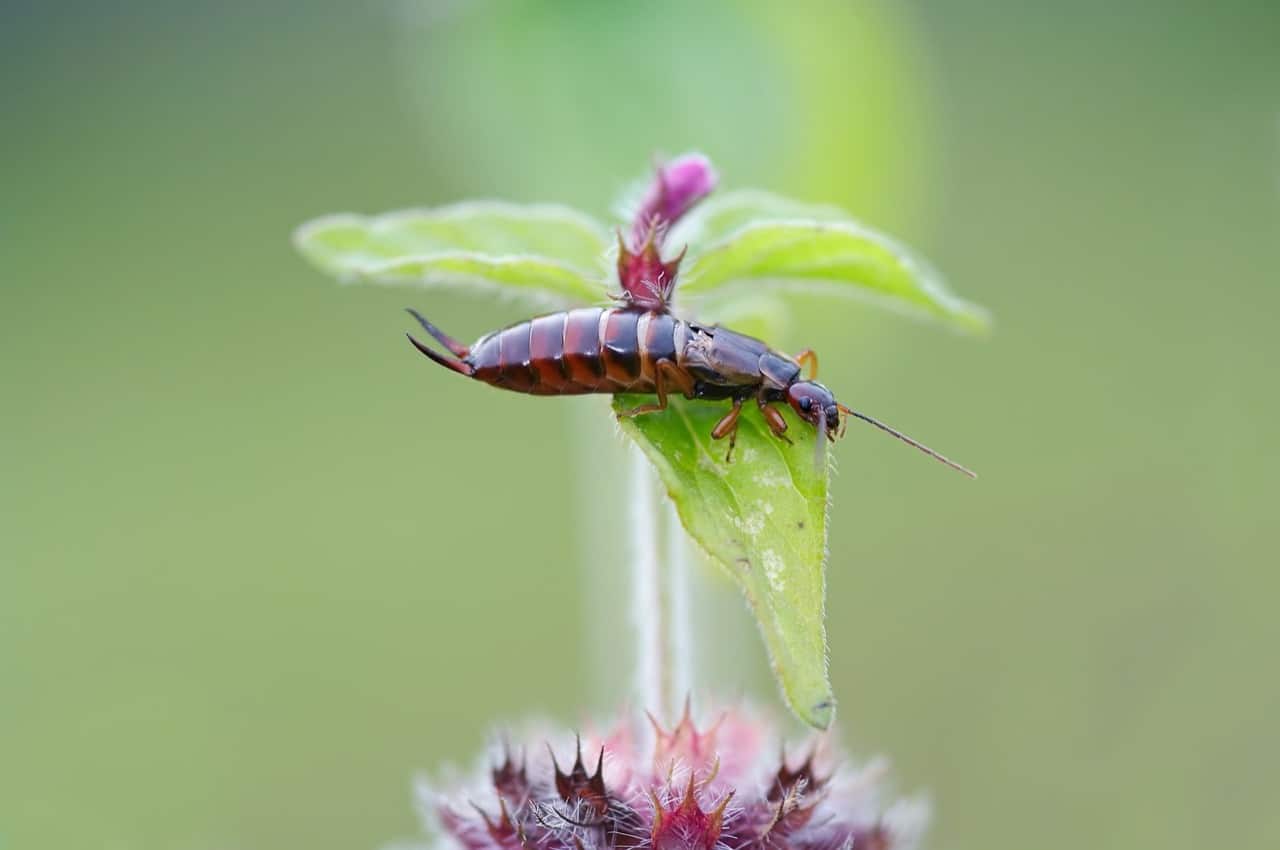 7 Plants That Repel Earwigs ProGardenTips