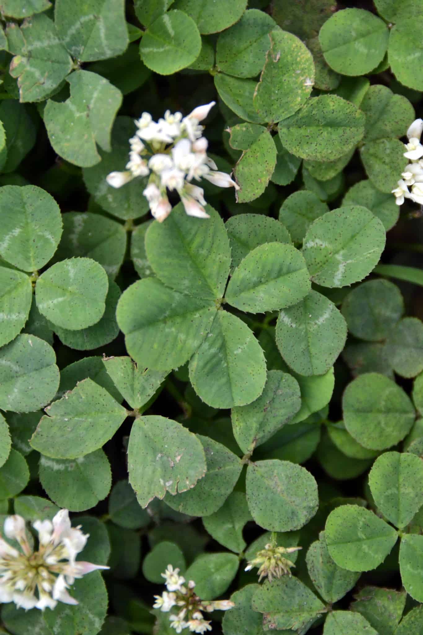 7 Plants That Look Like Clover ProGardenTips