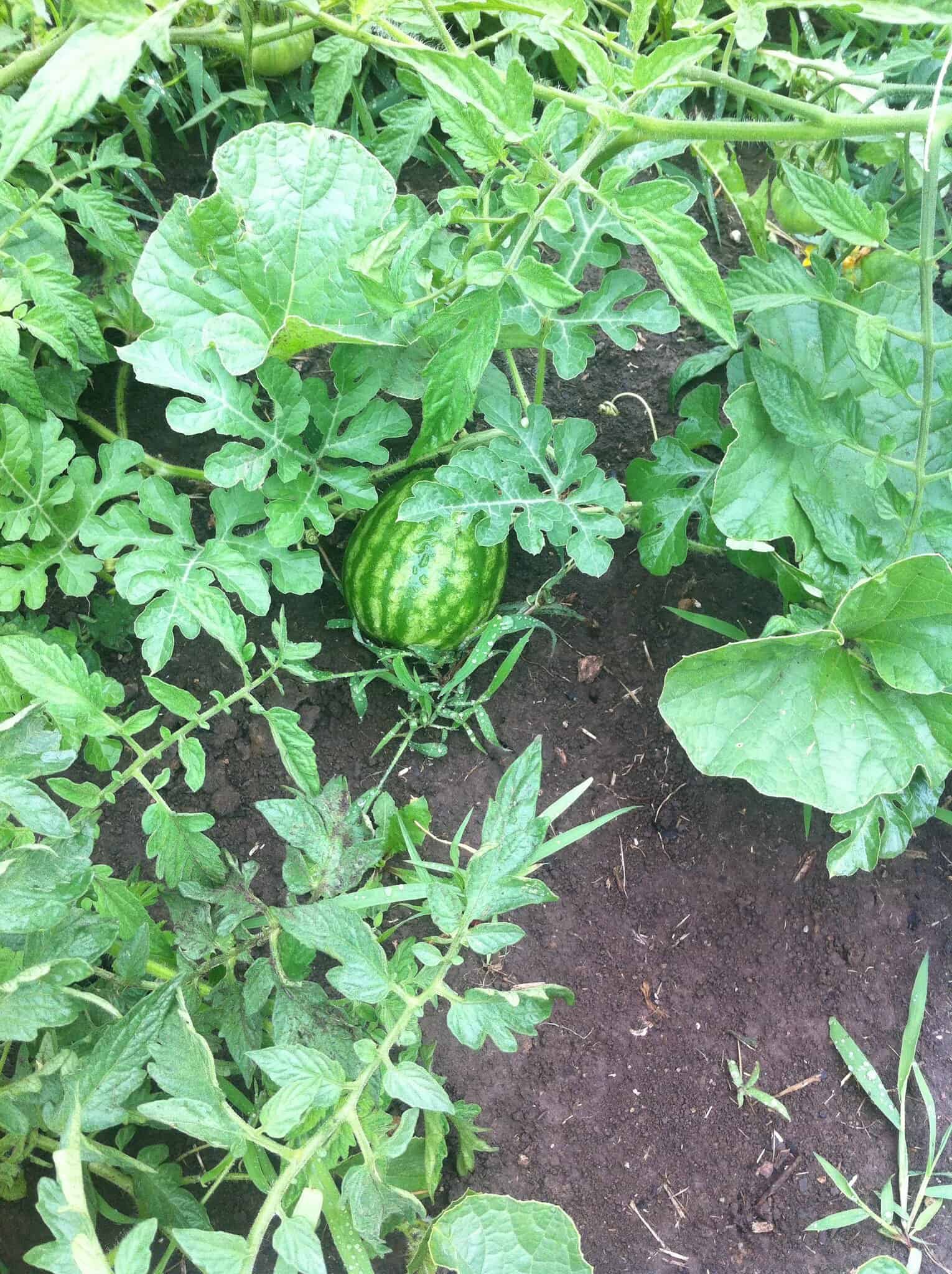5 Plants That Look Like Squash ProGardenTips
