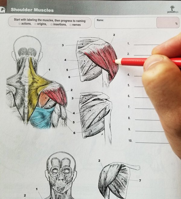 Muscle Manual Anatomy Workbook - Prohealthsys Canada