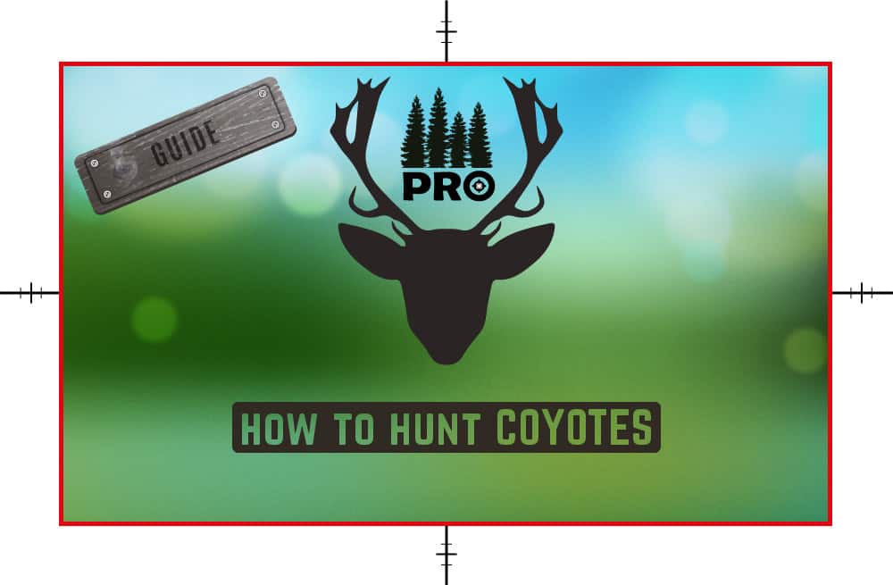 How to Hunt Coyotes All you need to know Coyote Hunting Tips