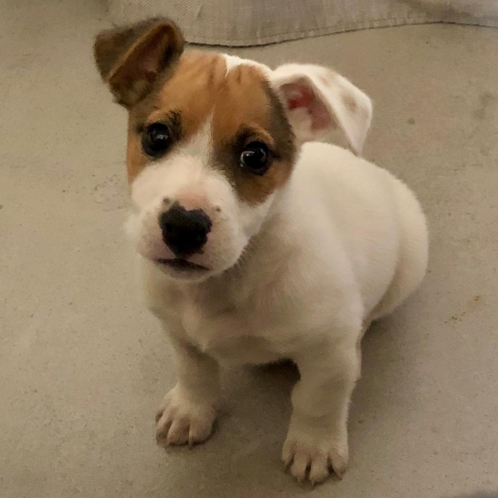 Puppies For Adoption Durban The Y Guide