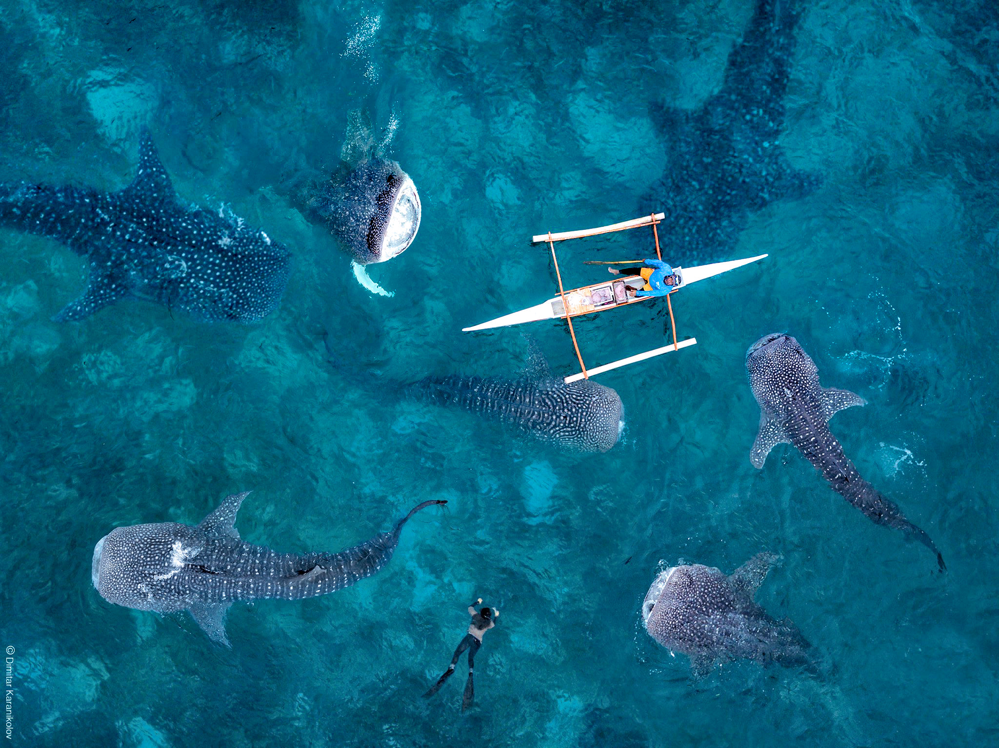 Whale Shark in Oslob from Above