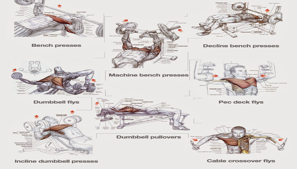 Chest Workouts to Gain Muscle Fast Project NEXT