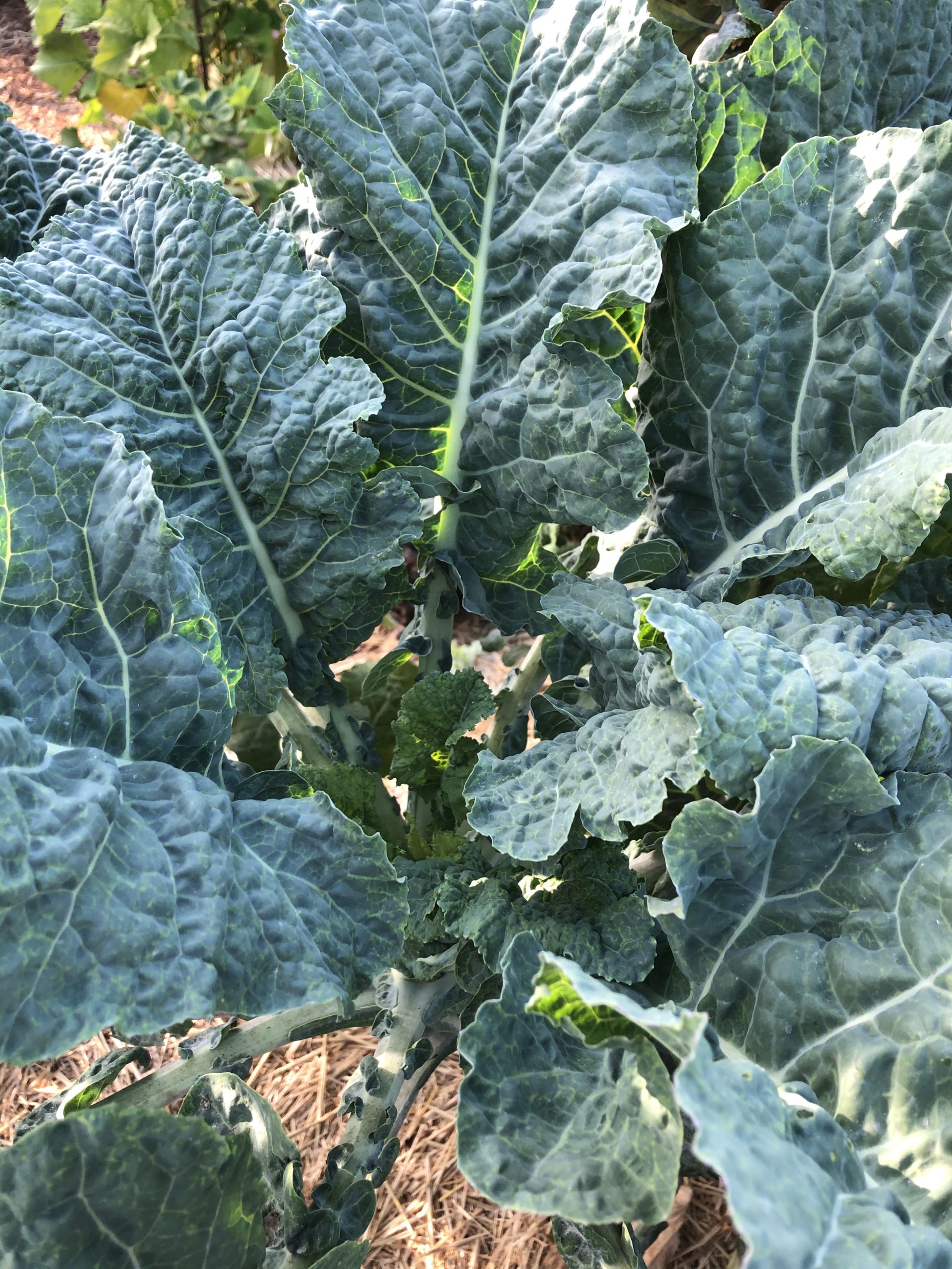1 Rooted Dinosaur Tree Collard Plant (Dino) Project Tree