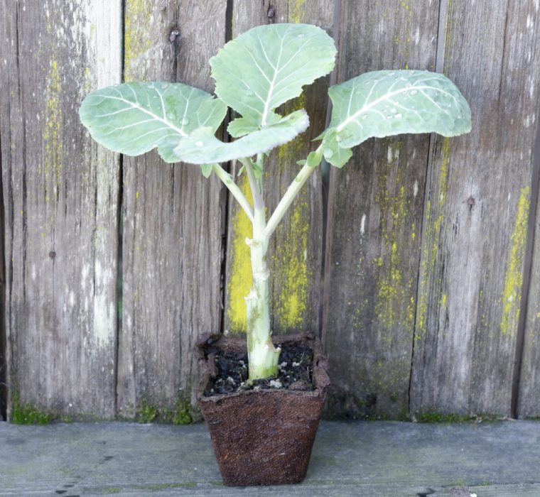 1 Rooted Jolly Green Tree Collard Plant Project Tree Collard