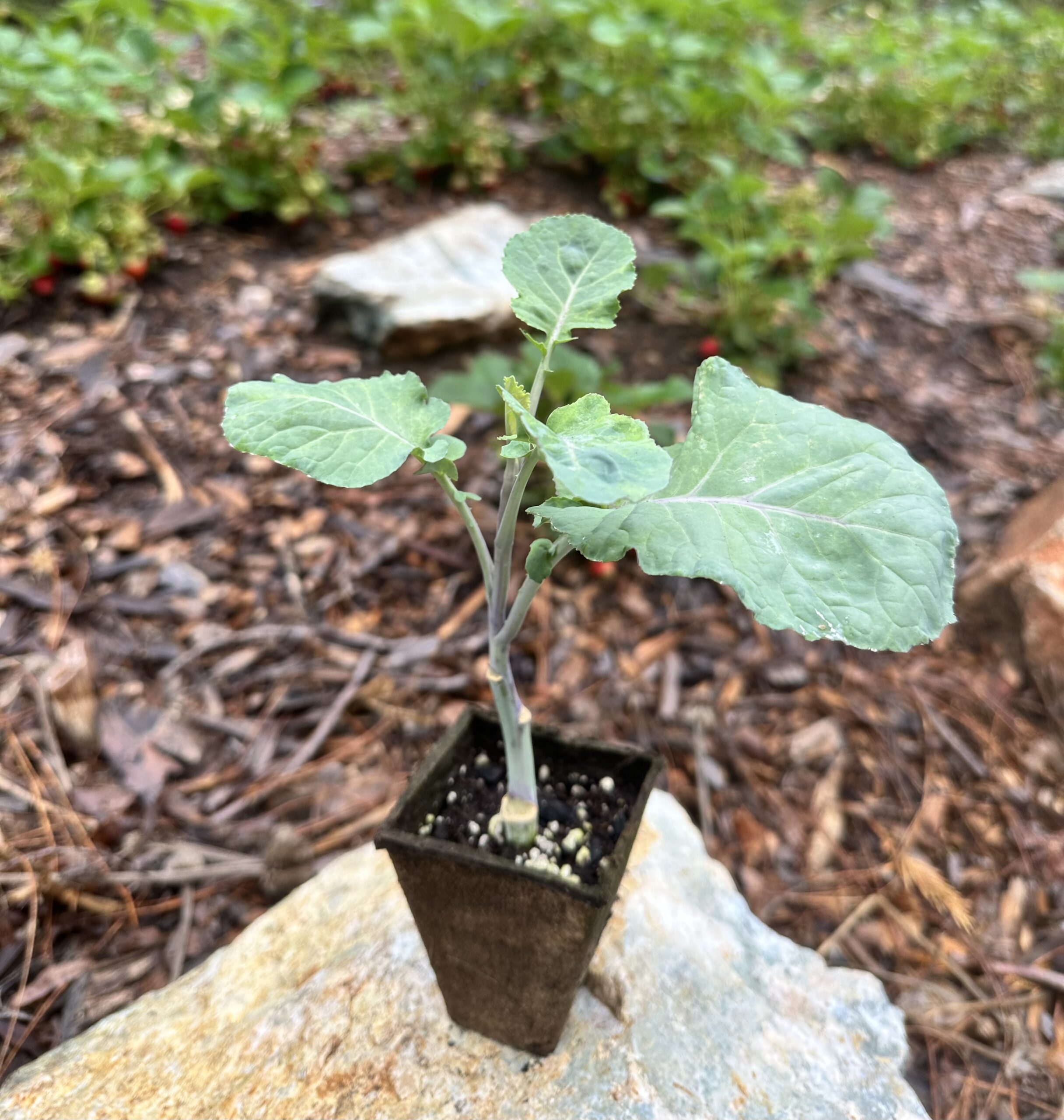 One Rooted Taunton Deane Perennial Kale Plant Project Tree Collard