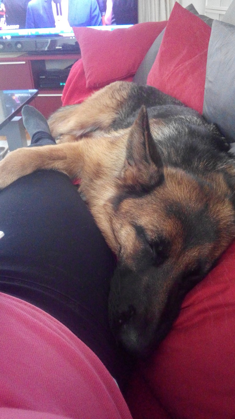 Hunde Seite 8 Projekt Star Wars