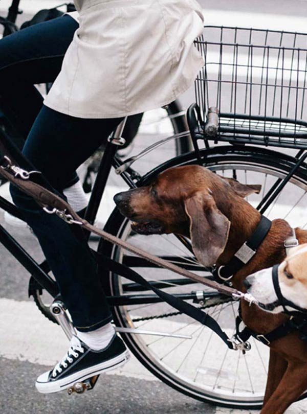 Digital Logo Province Land Company