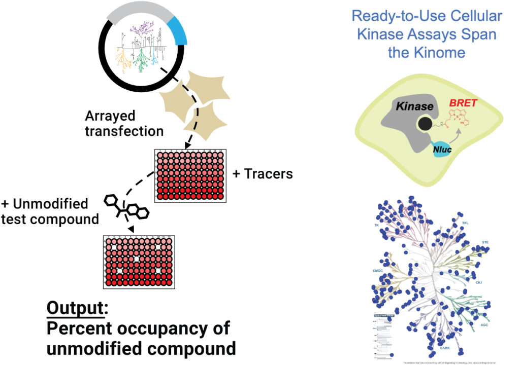 Illuminating the Kinome NanoBRET Target Engagement Technology in the