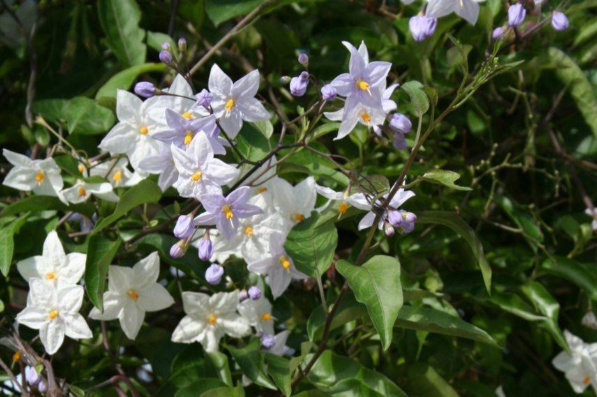 10 plantes grimpantes pour le plein soleil Conseils