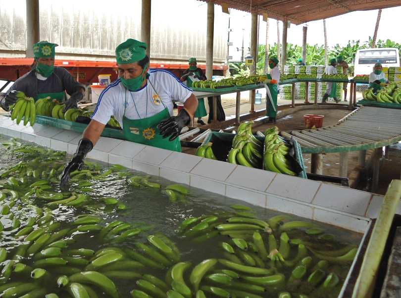 The organic bananas of Peru In pictures The banana knowledge