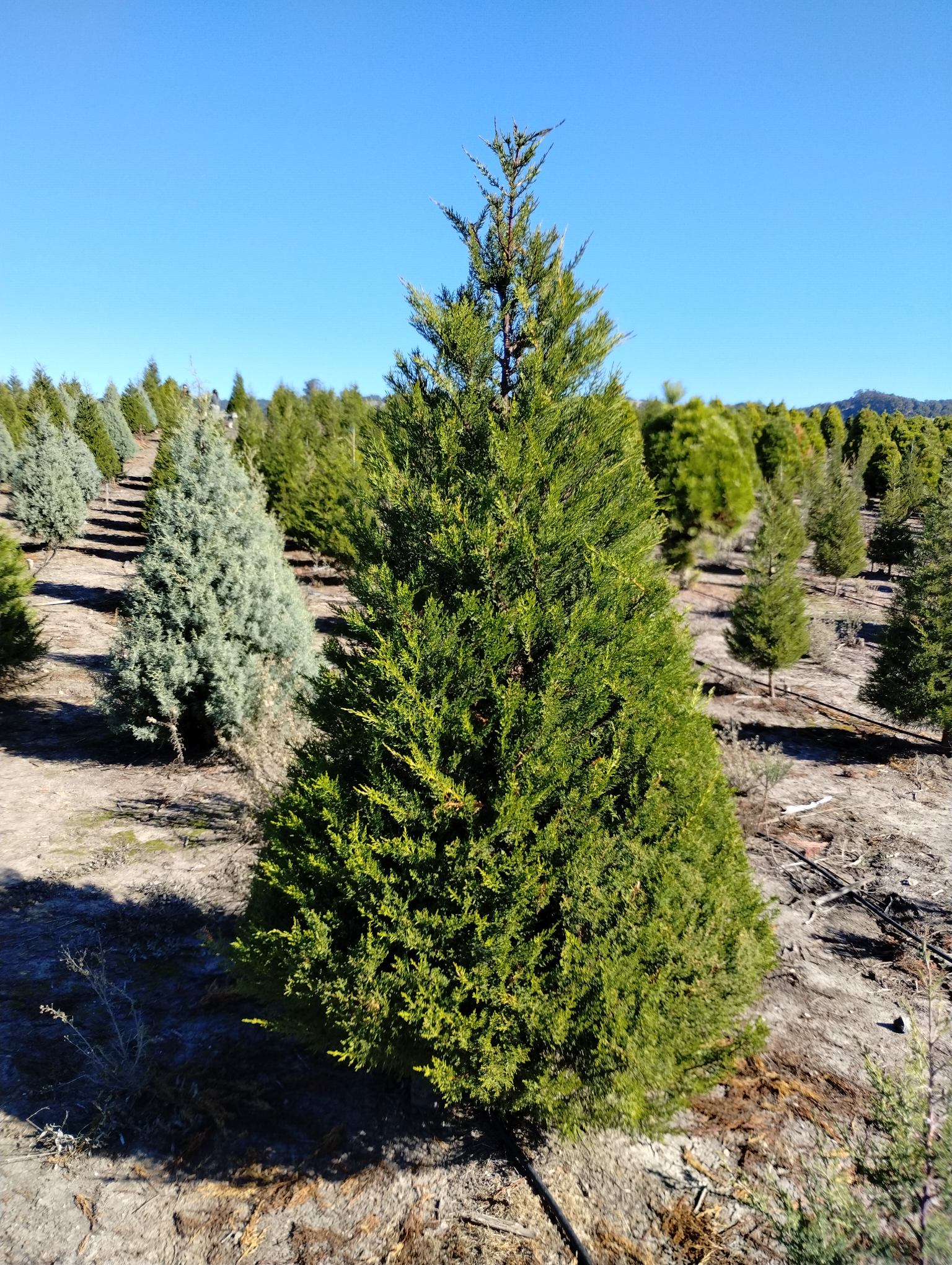 Christmas Photo Gallery Pronzini Farms