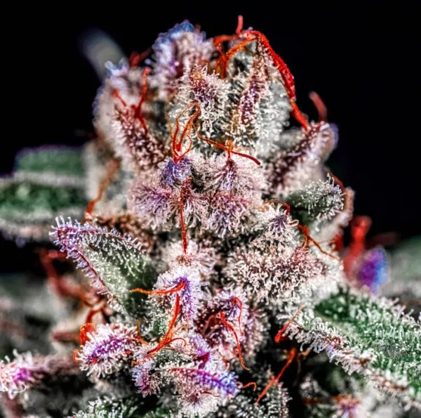 Apples & Bananas Strain S1 Copycat