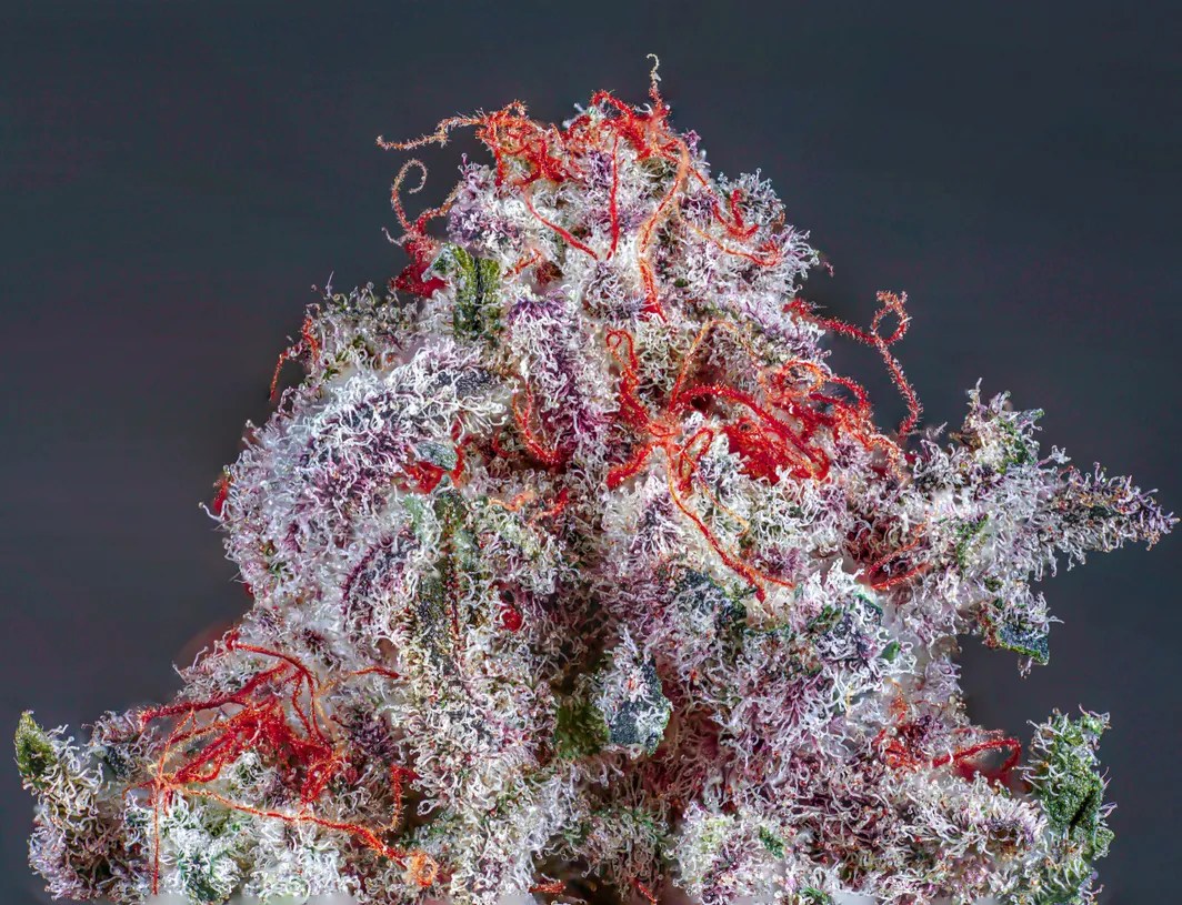 Sugar Baby Strain Copycat Proper Seeds