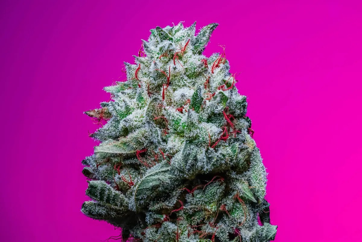 Cherry Fun Dipz Strain S1 Copycat Proper Seeds