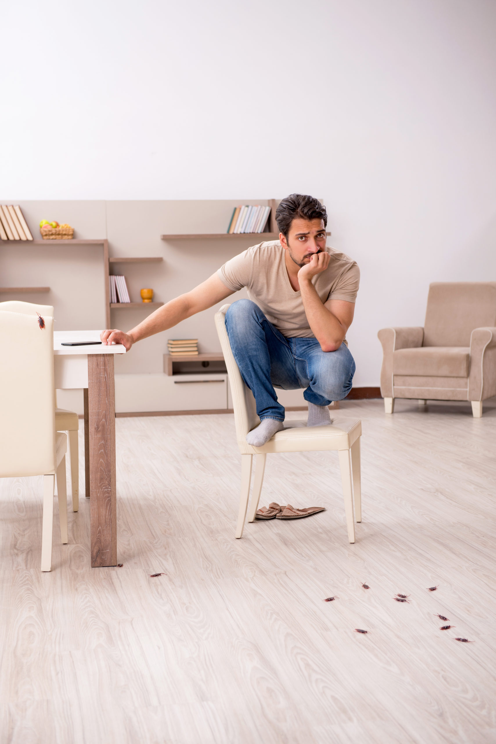 Who Is Responsible for Pests in a Rented Property? PropertyLoop