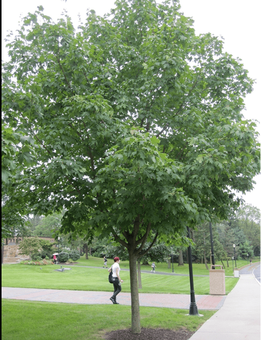 Trees And Shrubs ProProfs Quiz