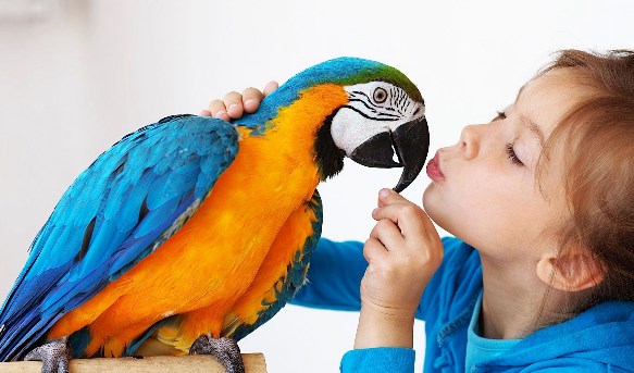 What Type Of Bird Will Make The Best Pet For You? ProProfs Quiz