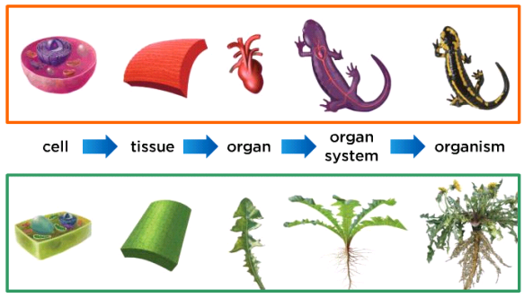 Unit 1 Chapter 1 Lesson 2 Cells To Organisms Flashcards by ProProfs