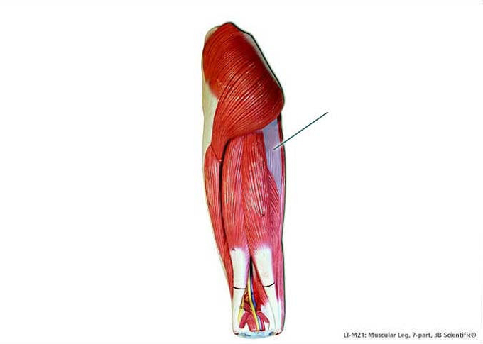 Lab Exam 3 Muscles ProProfs Quiz