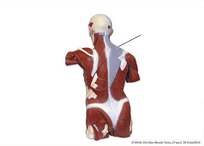 Lab Exam 3 Muscles ProProfs Quiz