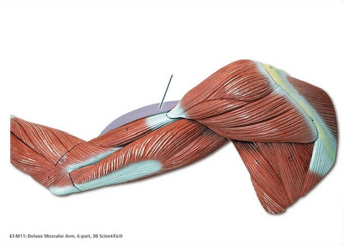 Lab Exam 3 Muscles ProProfs Quiz