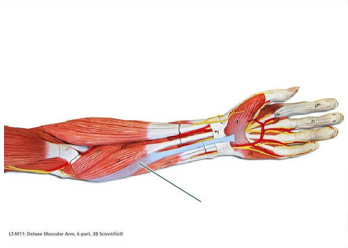 Lab Exam 3 Muscles ProProfs Quiz