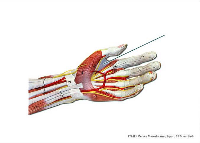 Lab Exam 3 Muscles ProProfs Quiz