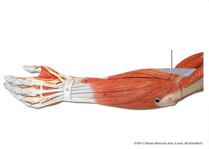 Lab Exam 3 Muscles ProProfs Quiz