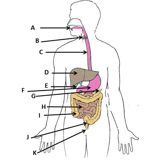 Main Part Of The Digestive System ProProfs Quiz