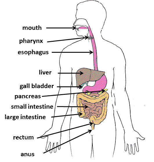 Main Part Of The Digestive System Quiz, Trivia & Questions