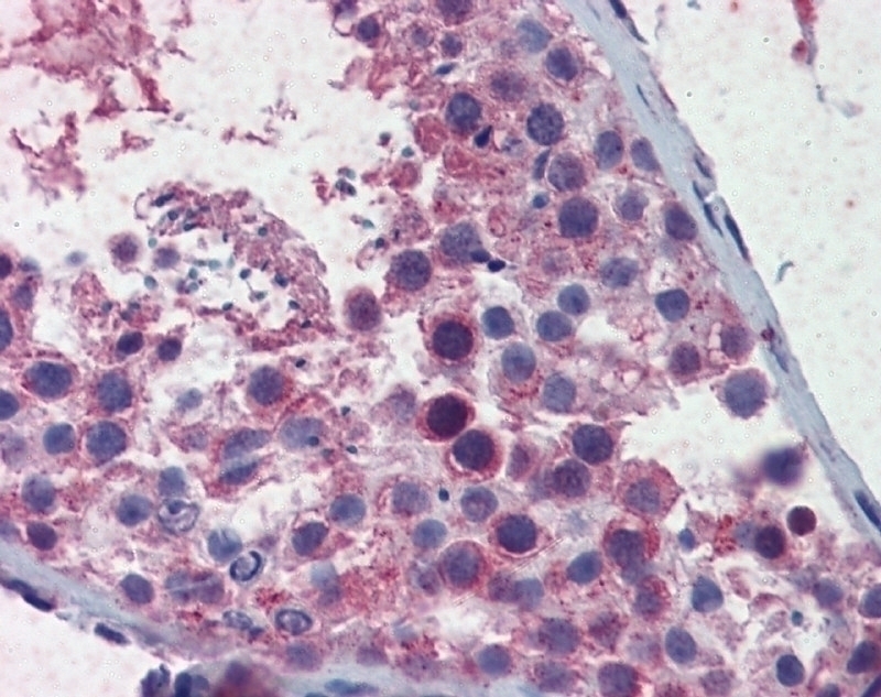 SMC3 Antibody - Cat. No. 30-301 | ProSci