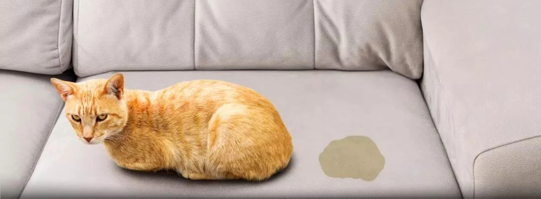 How to Clean Cat Pee off a Couch in Sydney? Pro Sofa Clean