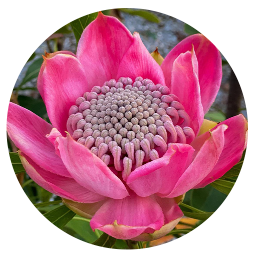 Telopea (Waratah) Waratah Plants For Sale Proteaflora