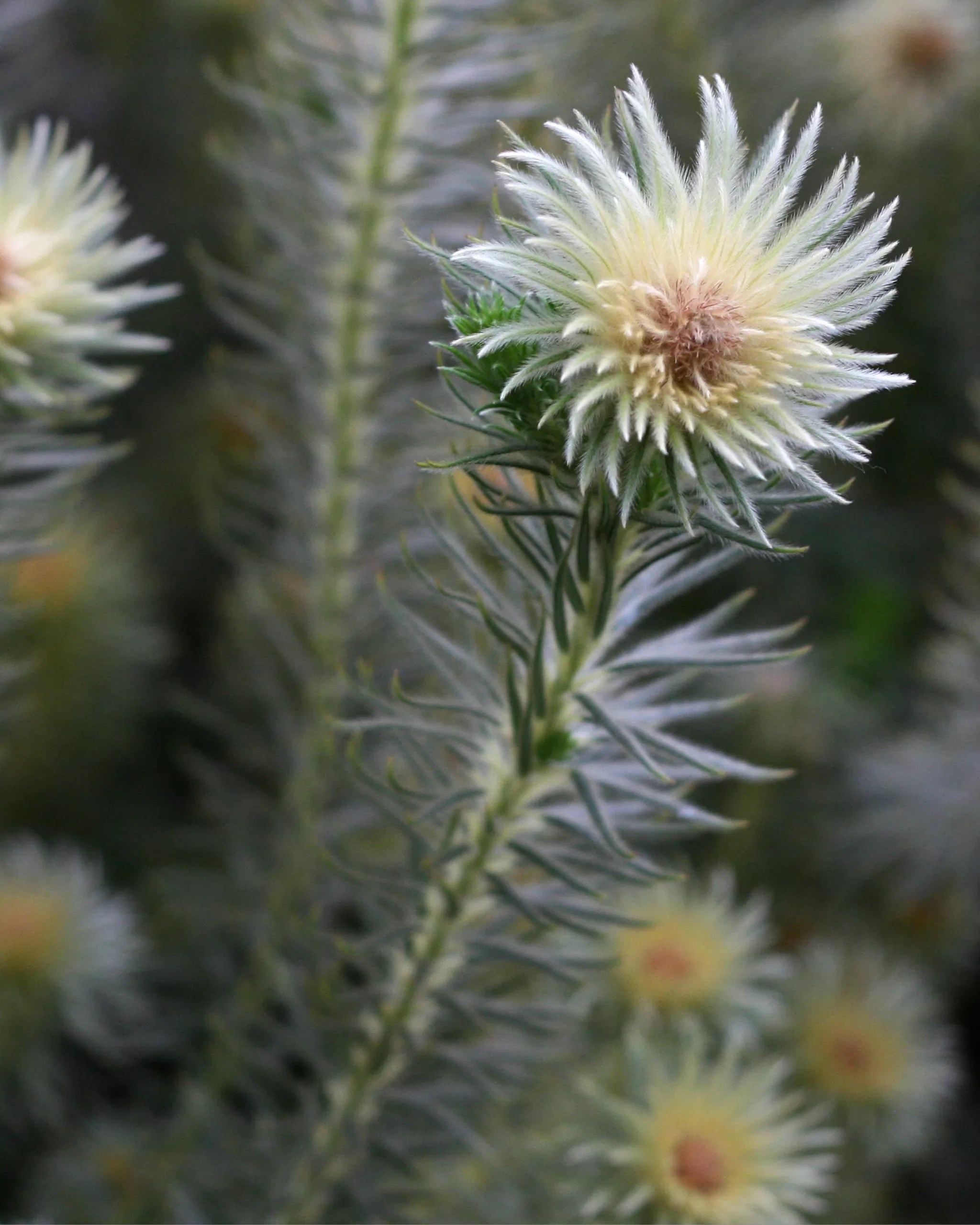 Phylica Hydra – Protea Plants For Sale Online – Proteaflora