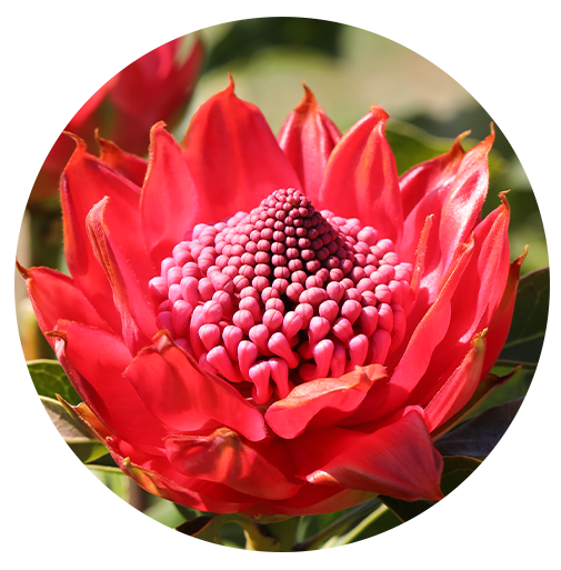 Telopea (Waratah) Waratah Plants For Sale Proteaflora