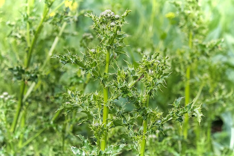 Canada Thistle