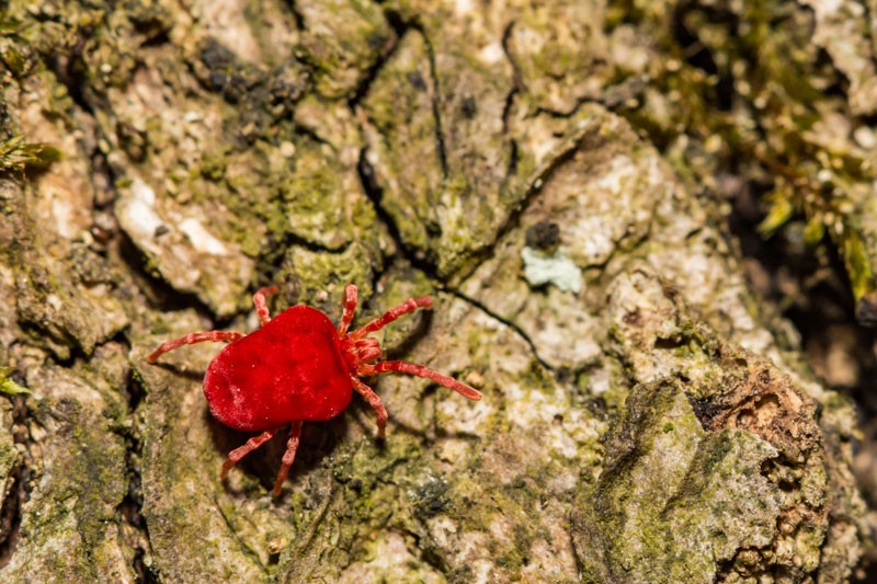 Spider Mites