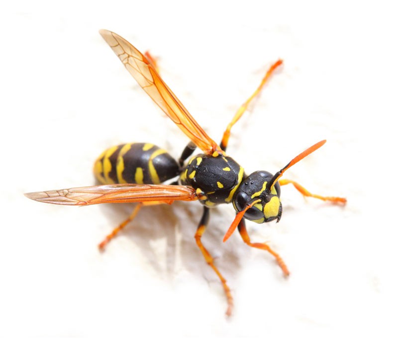 Yellowjackets Protec Pest Control Services